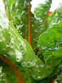 Rhubarb, Adelaide Botanic Gardens P1080801